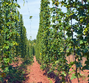 Hop Field