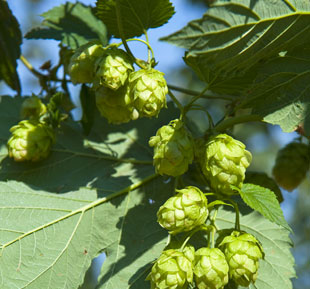 Czech Saaz Hop Detail