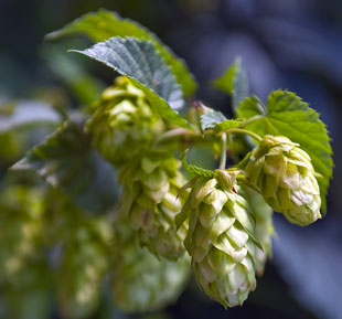 Hop Buds