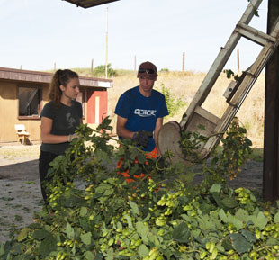 Hanging Hops