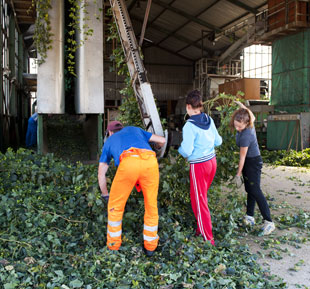 Hanging Hops