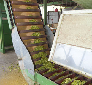 Dry Hop Conveyor