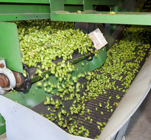 Pouring Hops onto Belt Dryer